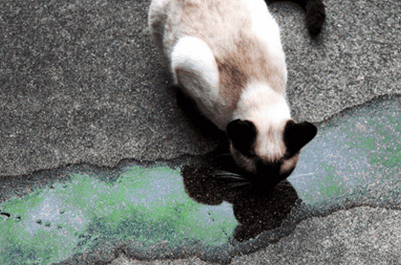 مسمومیت با ضد یخ در حیوانات خانگی