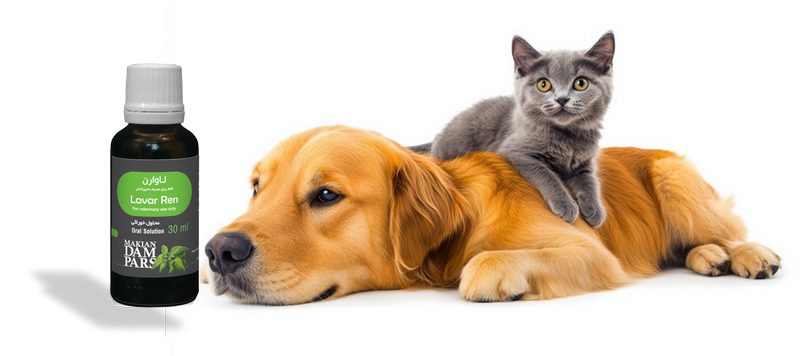 مسمومیت با ضد یخ در حیوانات خانگی