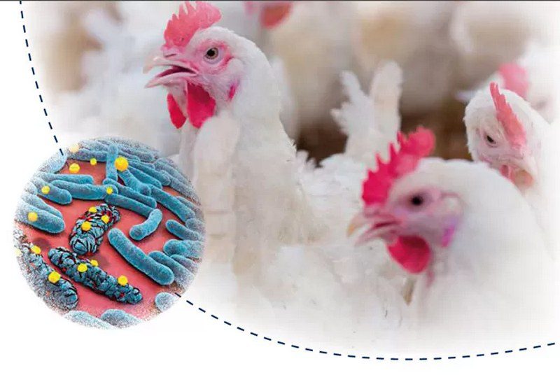 اهمیت بهداشت زیستی و مدیریت کود در کاهش انتشار ژنهای مقاومت دارویی