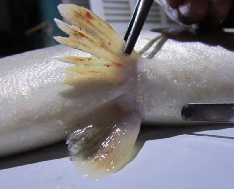 بیماری ساپرولگنیوز در ماهیان؛ عامل تلفات در شرایط استرسزا