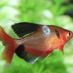 بیماری ساپرولگنیوز در ماهیان؛ عامل تلفات در شرایط استرس‌زا