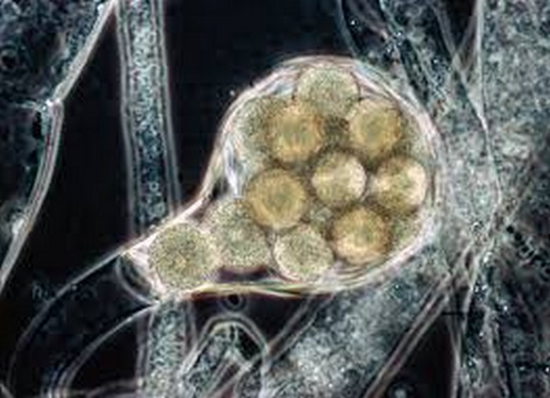 بیماری ساپرولگنیوز در ماهیان؛ عامل تلفات در شرایط استرسزا