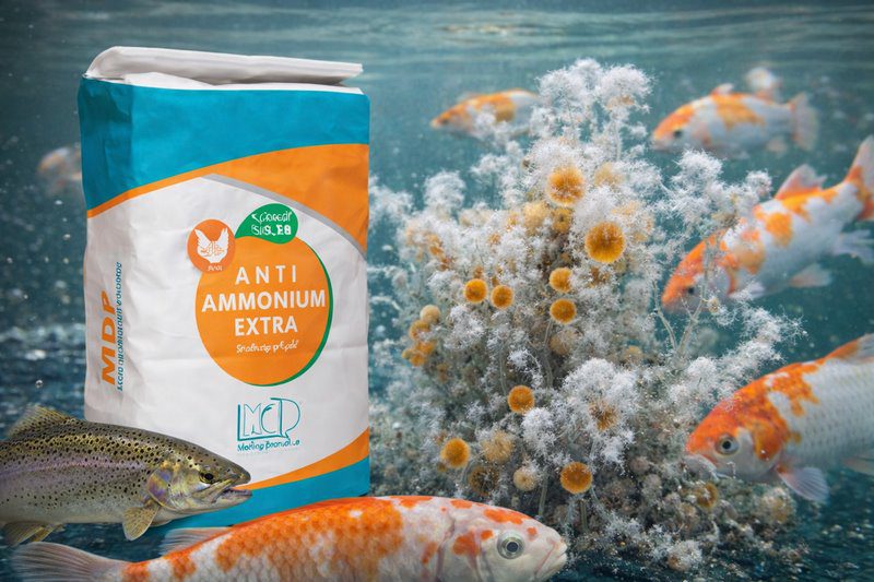 بیماری ساپرولگنیوز در ماهیان؛ عامل تلفات در شرایط استرسزا