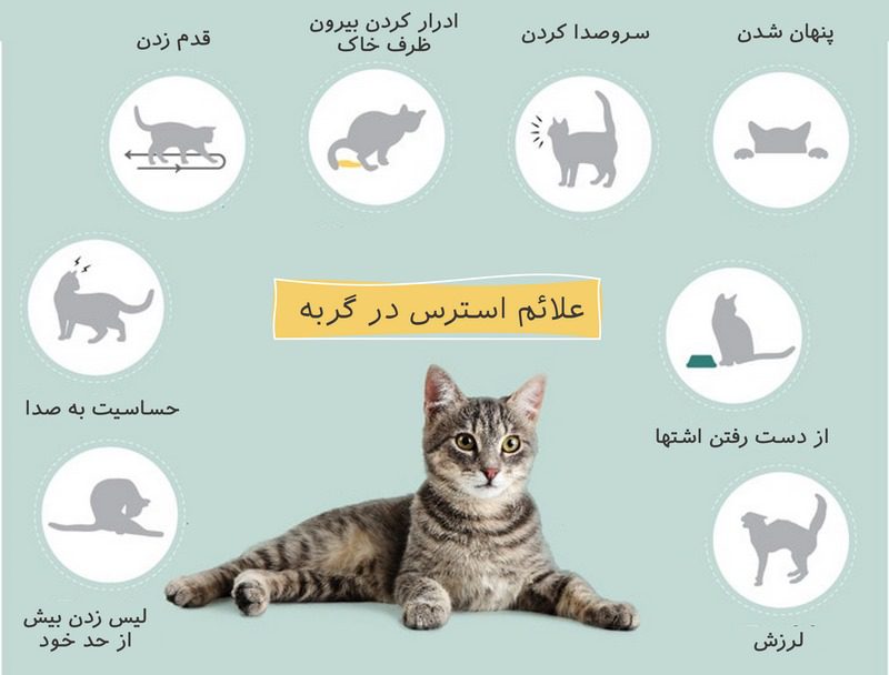 کاهش استرس و اضطراب در سگ و گربه