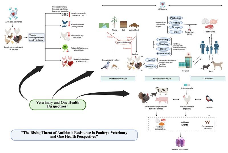 اهمیت بهداشت زیستی و مدیریت کود در کاهش انتشار ژنهای مقاومت دارویی