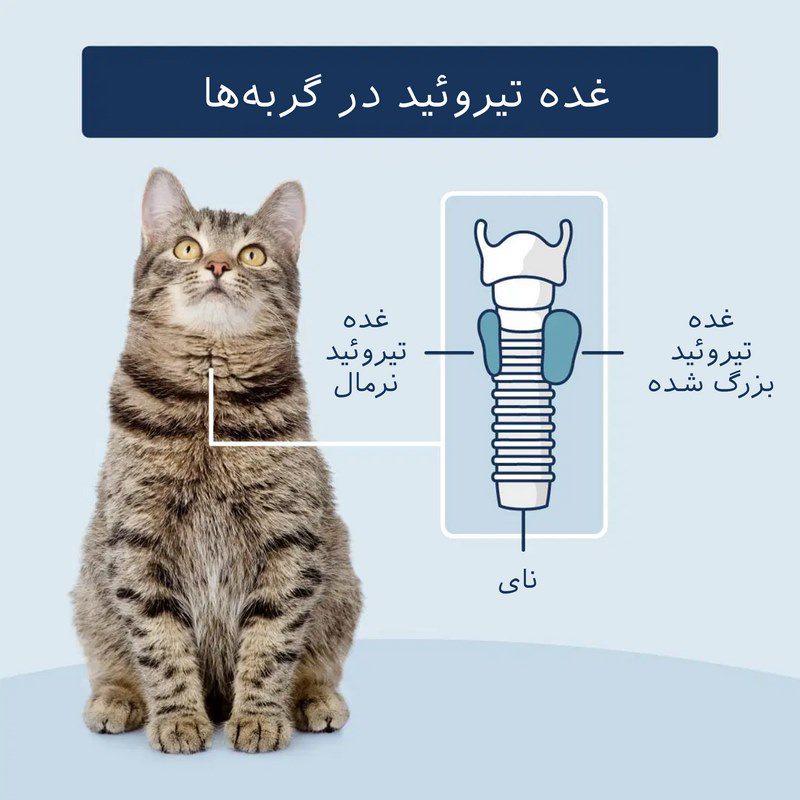 پرکاری تیروئید در گربه; از علائم تا درمان