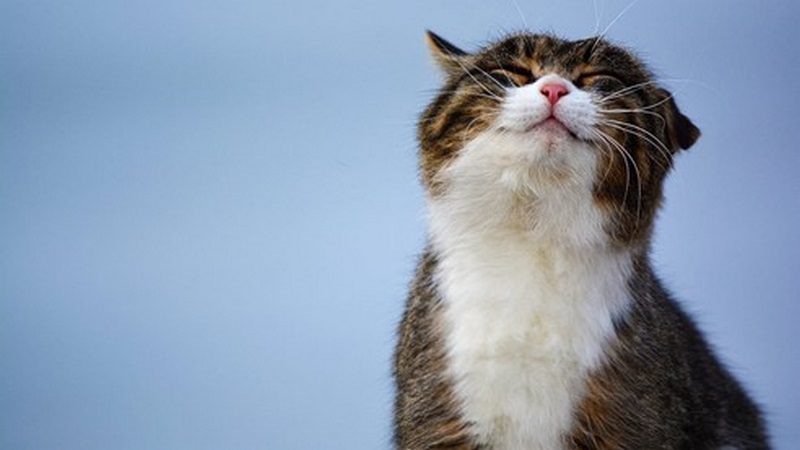 پرکاری تیروئید در گربه; از علائم تا درمان