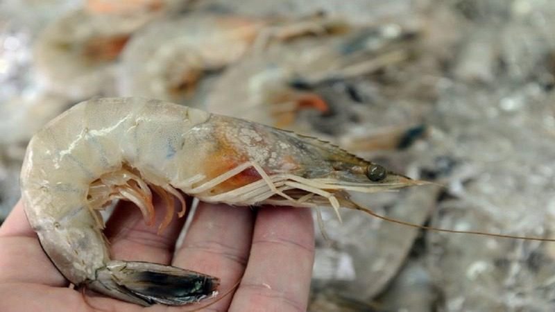 بیماری نکروز حاد کبدی میگو (AHPND) از علت تا درمان