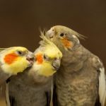 تاثیر نوروکالم در بهبود پرکنی پرندگان زینتی