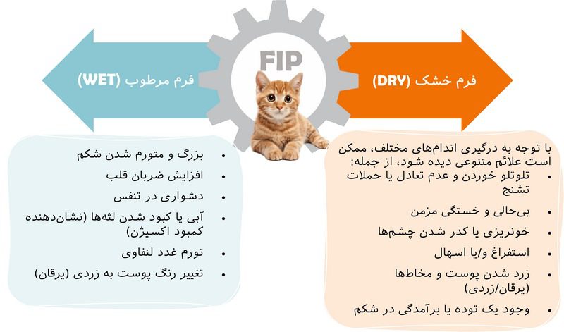 بیماری FIP در گربه; علائم، تشخیص و درمان