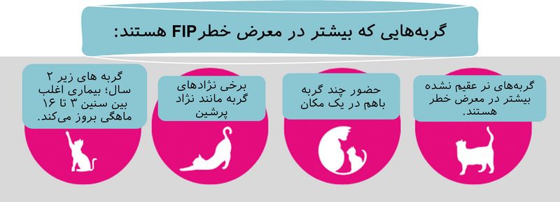 بیماری FIP در گربه; علائم، تشخیص و درمان