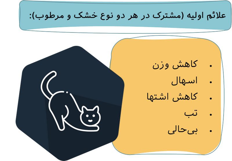 بیماری FIP در گربه; علائم، تشخیص و درمان