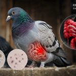 شناخت، پیشگیری و درمان کوکسیدیوز و عفونت‌های تک یاخته ای در کبوتر