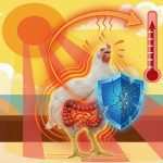 کوکسیدیوز، استرس گرمایی و نشت روده‌ای; مثلث پنهان در طیور تخمگذار و مادر