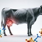 مقاومت آنتی‌بیوتیکی (AMR)؛ مهم‌ترین مانع درمان موفق ورم پستان گاو