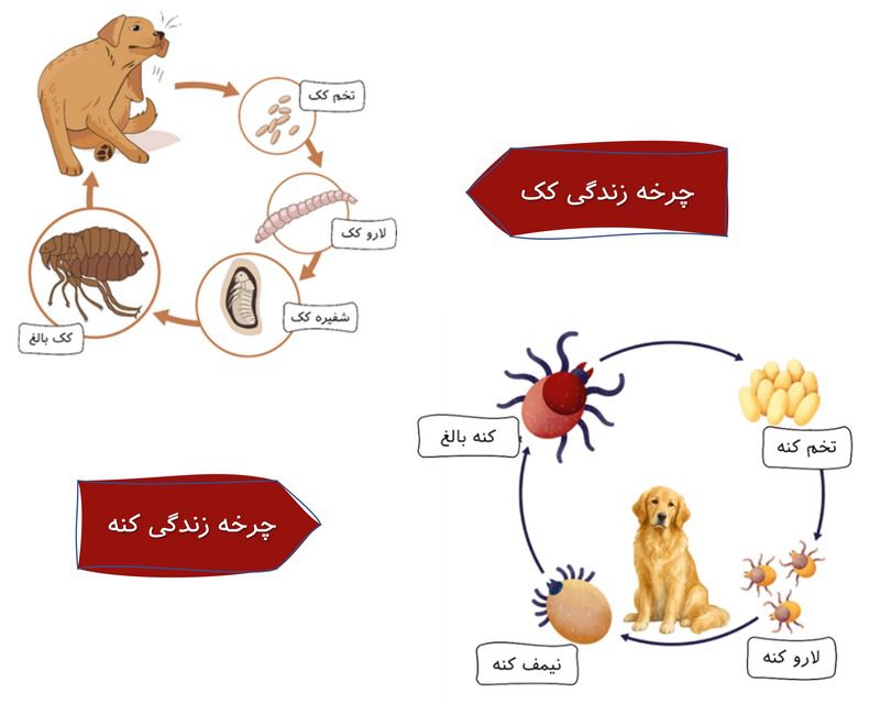 کک و کنه در سگ و گربه; از تشخیص تا درمان