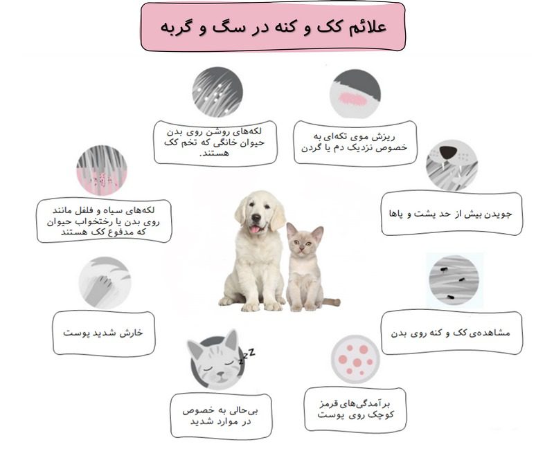 کک و کنه در سگ و گربه; از تشخیص تا درمان