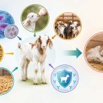 کوکسیدیوز در بزغاله‌ها؛ چه زمانی آلودگی به بیماری تبدیل می‌شود؟