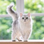 بیماری‌های رایج گربه پرشین