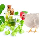 افزودنی‌های خوراک دام؛ راهی برای کاهش آنتی‌بیوتیک و مقاومت دارویی