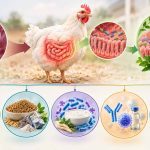 کنترل و درمان کوکسیدیوز؛ آخرین جایگزین ها